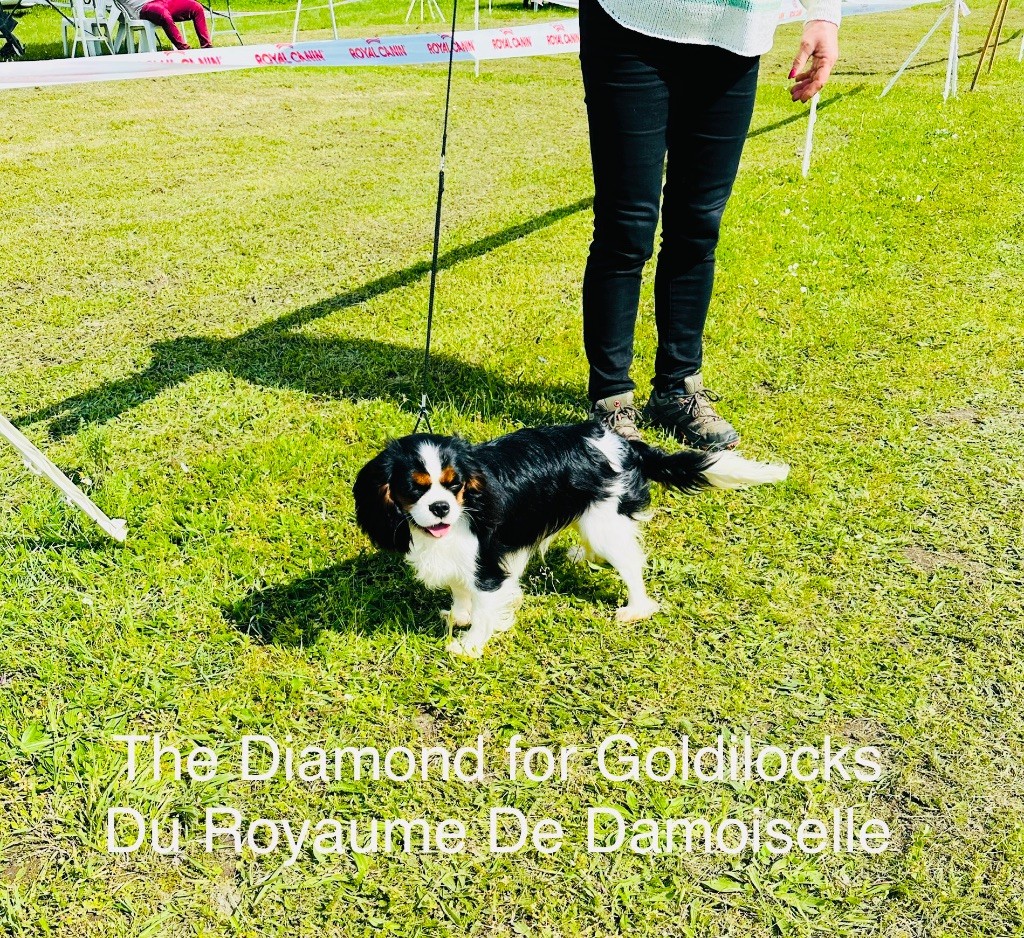 The diamond for goldilocks du royaume de Damoiselle