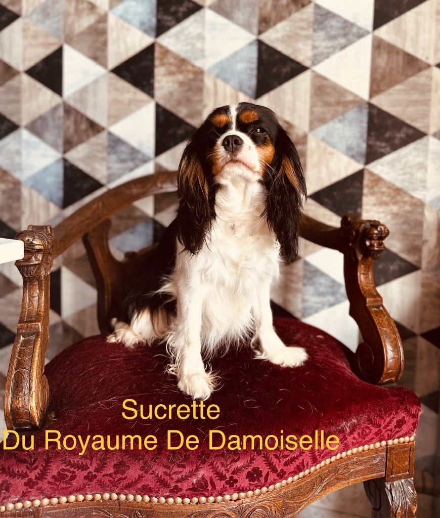 Sucrette du royaume de Damoiselle