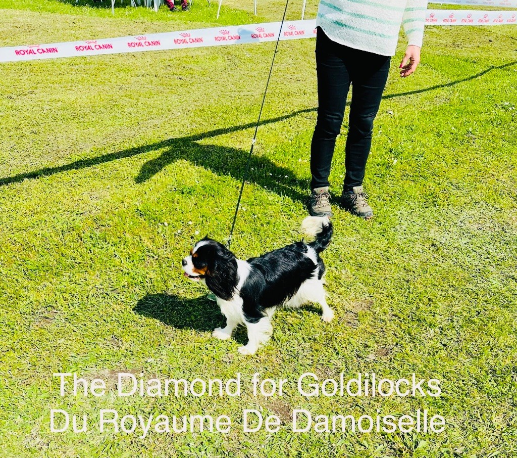 The diamond for goldilocks du royaume de Damoiselle