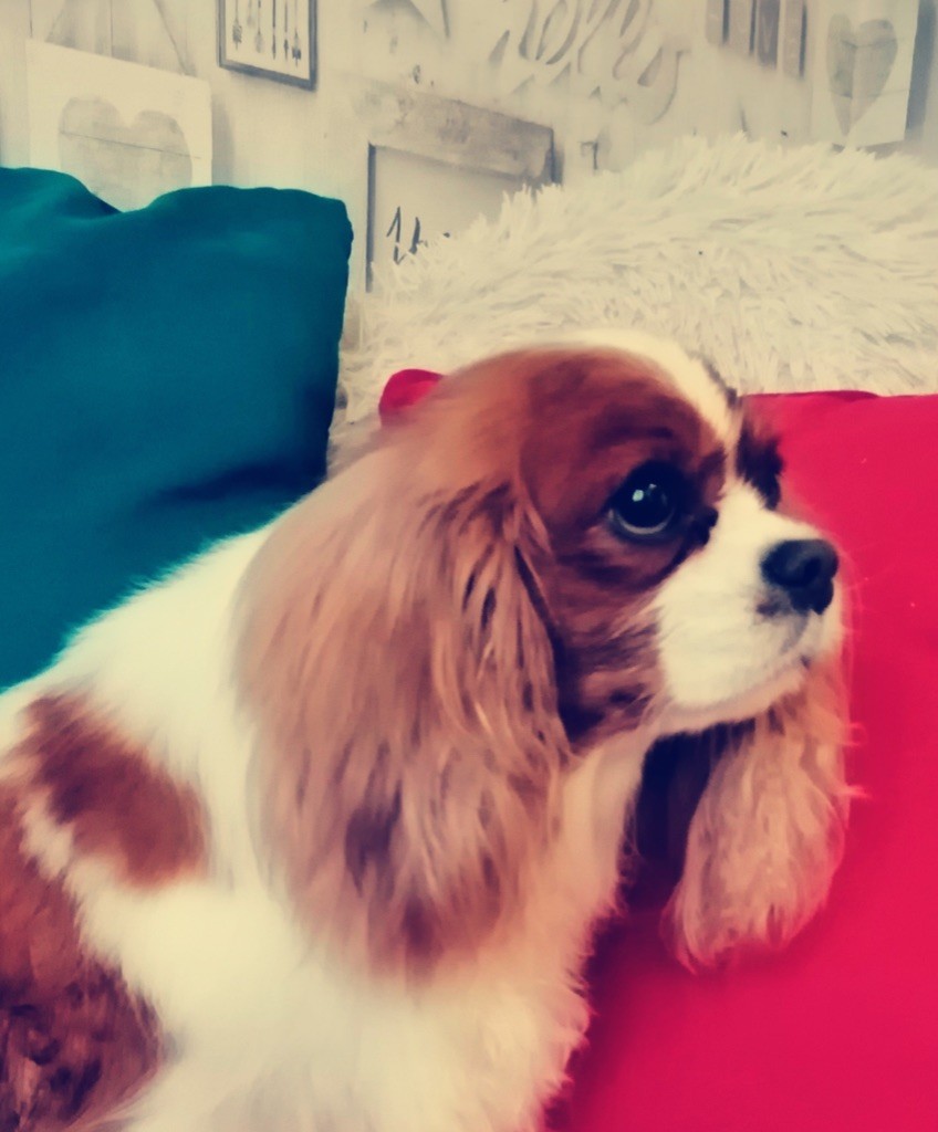 One goldilocks du royaume de Damoiselle