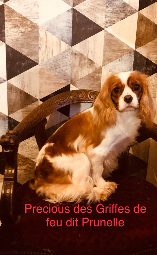 Precious dit « prunelle « Des Griffes de Feu