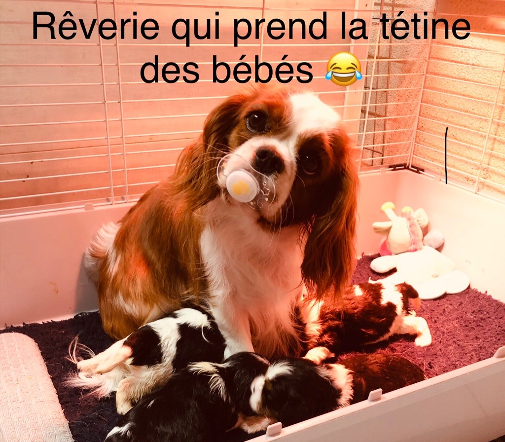 Rêverie et ses bébés 