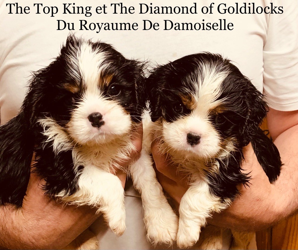 The Top King et The Diamond of Goldilocks Du Royaume De Damoiselle 