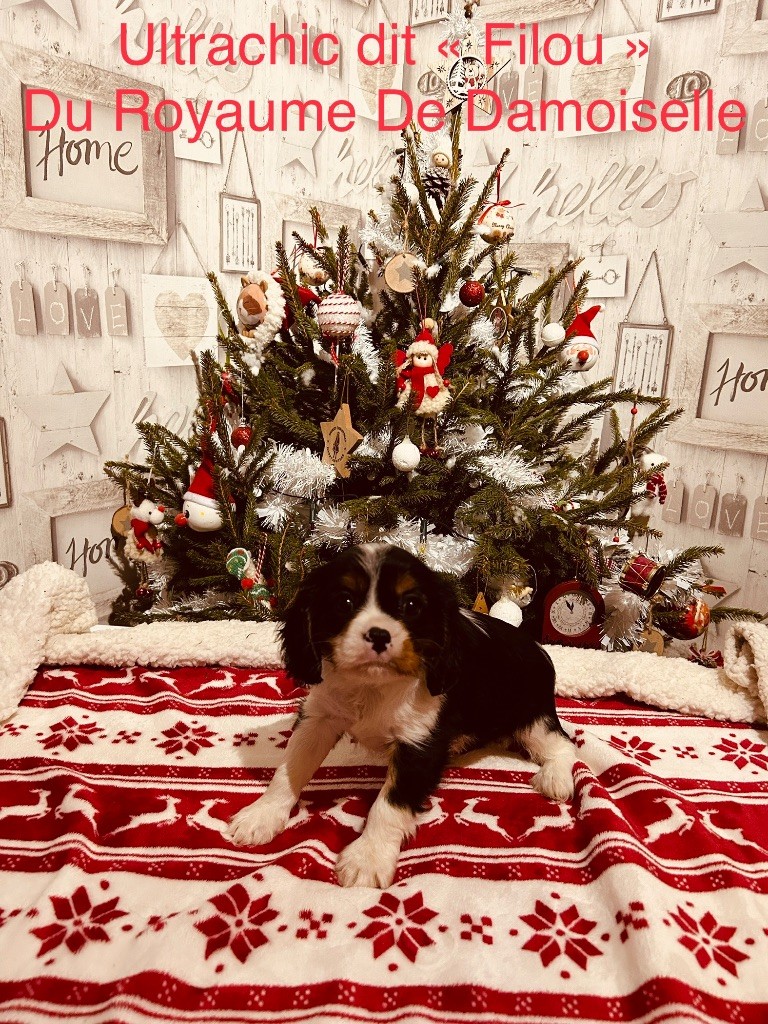 du royaume de Damoiselle - Cavalier King Charles Spaniel - Portée née le 27/10/2023