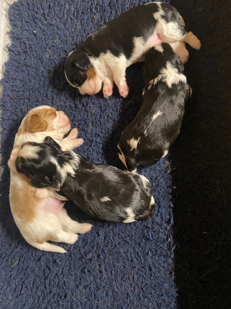 Chiot Cavalier King Charles Spaniel du royaume de Damoiselle
